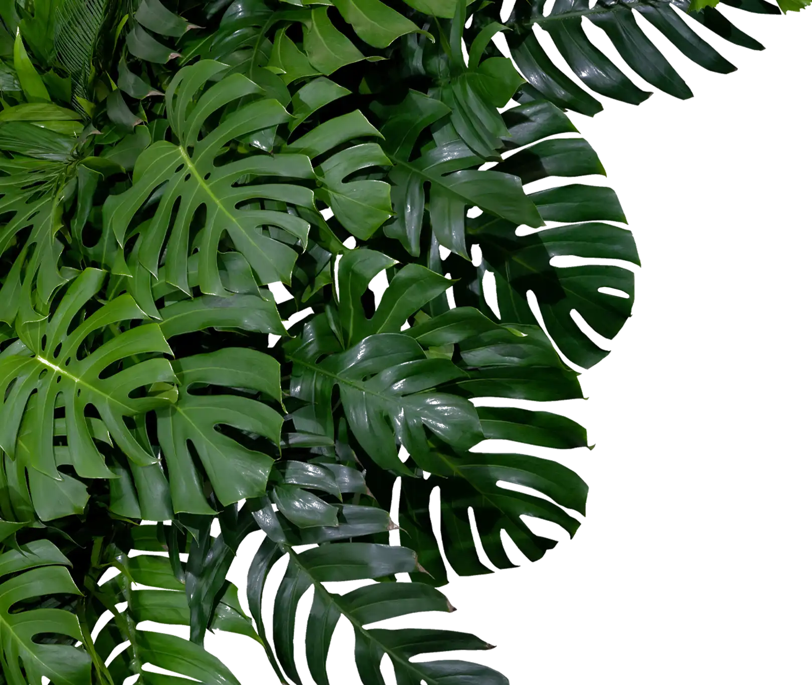 leaves